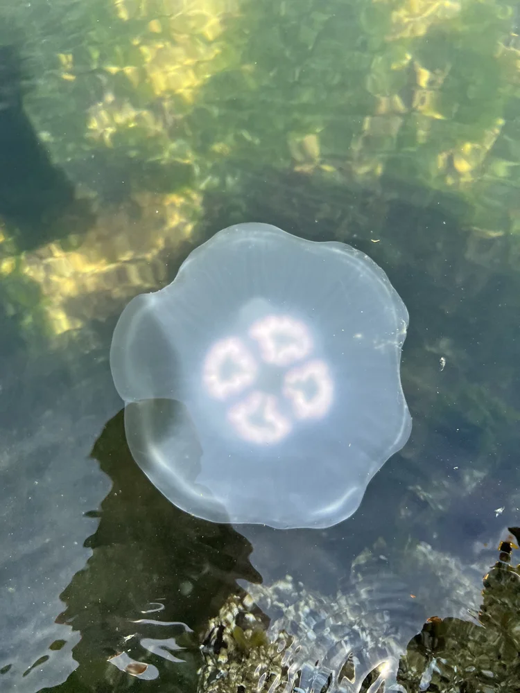 Why Can’t I See The Jellyfish?